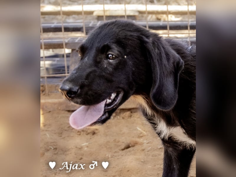 Timmy, Adam und Ajax suchen ein Zuhause