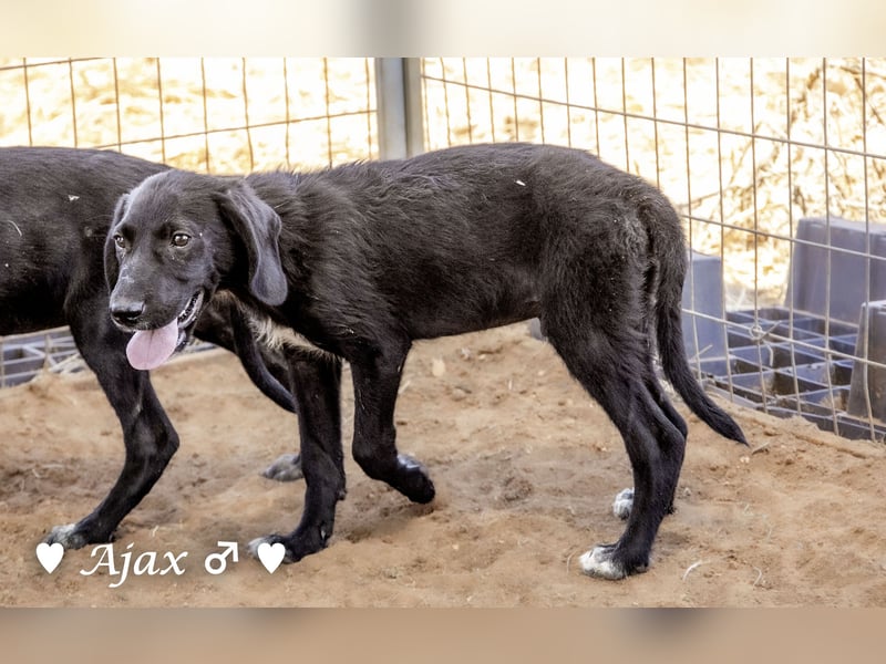 Timmy, Adam und Ajax suchen ein Zuhause