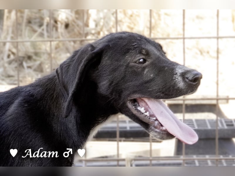 Timmy, Adam und Ajax suchen ein Zuhause