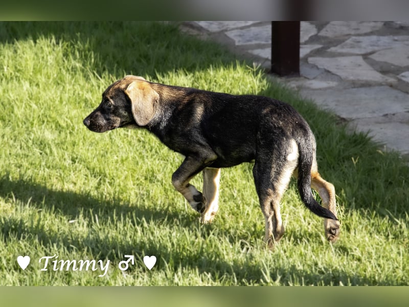 Timmy, Adam und Ajax suchen ein Zuhause