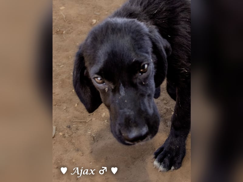 Timmy, Adam und Ajax suchen ein Zuhause