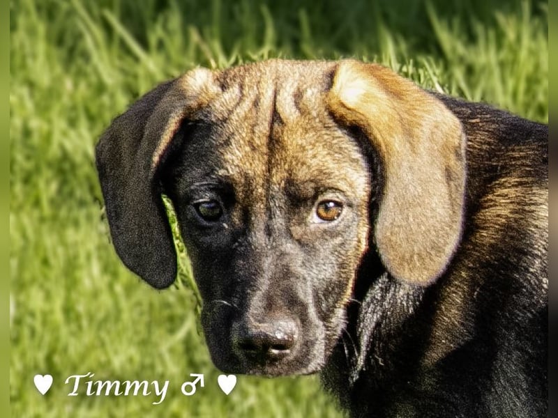 Timmy, Adam und Ajax suchen ein Zuhause