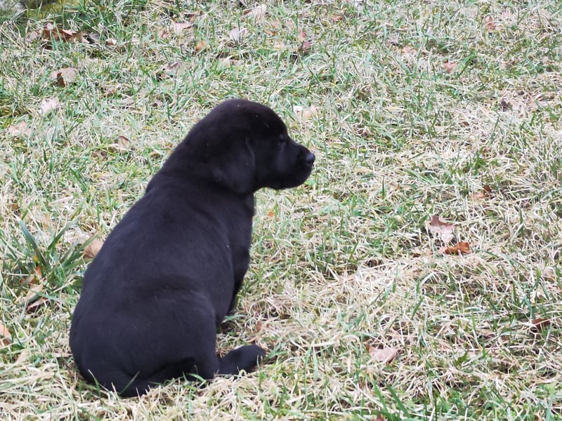 Reinrassige Labrador Welpen ab sofort abzugeben