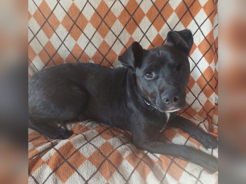 Naschos, liebenswerter, einäugiger Labrador Mix geb. 2021
