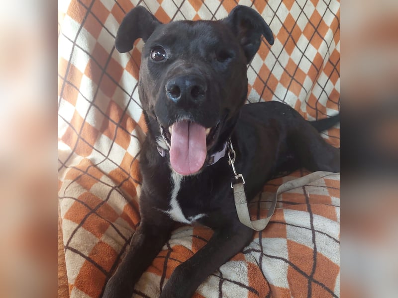 Naschos, liebenswerter, einäugiger Labrador Mix geb. 2021
