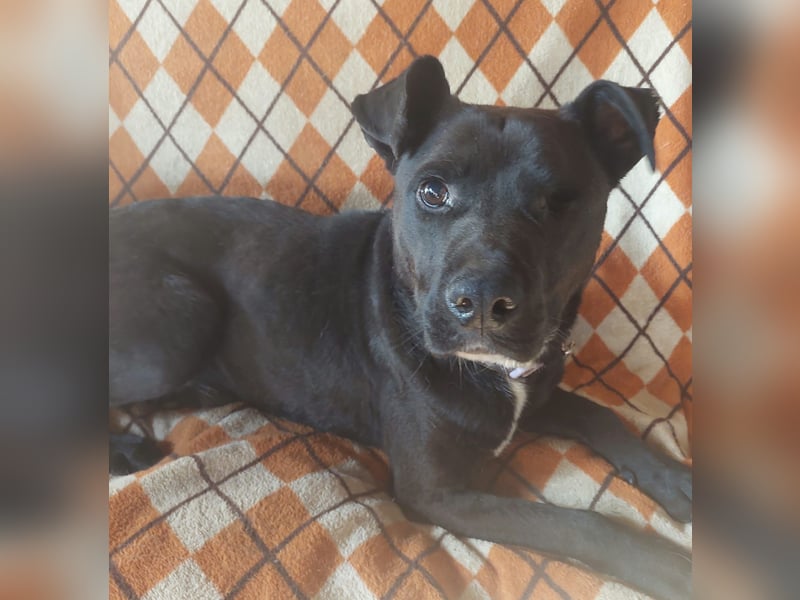 Naschos, liebenswerter, einäugiger Labrador Mix geb. 2021