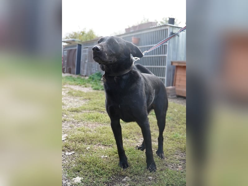 Cody, kinderfreundlicher, freundlicher Labrador Mix geb. 2019