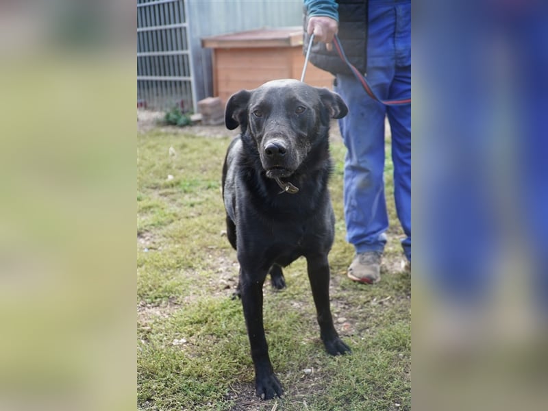 Cody, kinderfreundlicher, freundlicher Labrador Mix geb. 2019