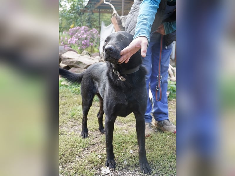 Cody, kinderfreundlicher, freundlicher Labrador Mix geb. 2019