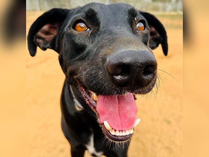 Charlie5 10/2021 (ESP) - verspielter und neugieriger Labrador-Podenco-Mix mit viel Lebensfreude!