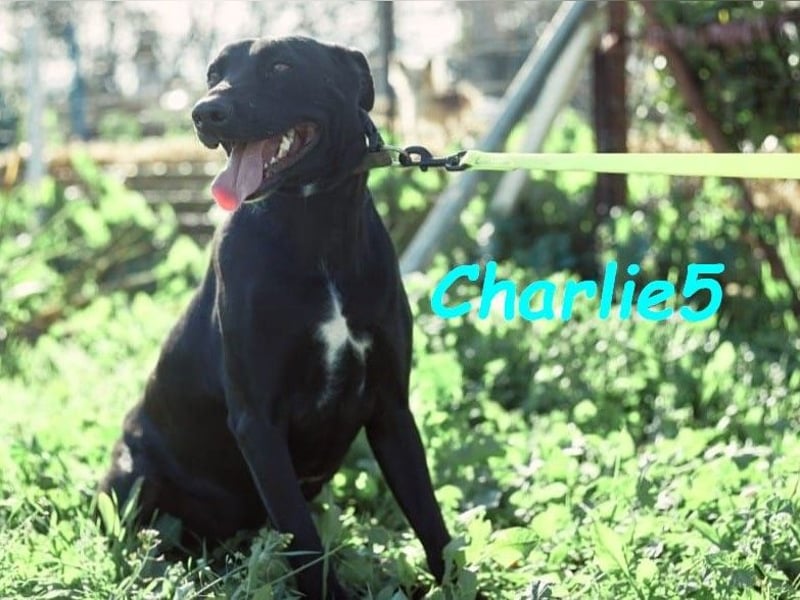 Charlie5 10/2021 (ESP) - verspielter und neugieriger Labrador-Podenco-Mix mit viel Lebensfreude!