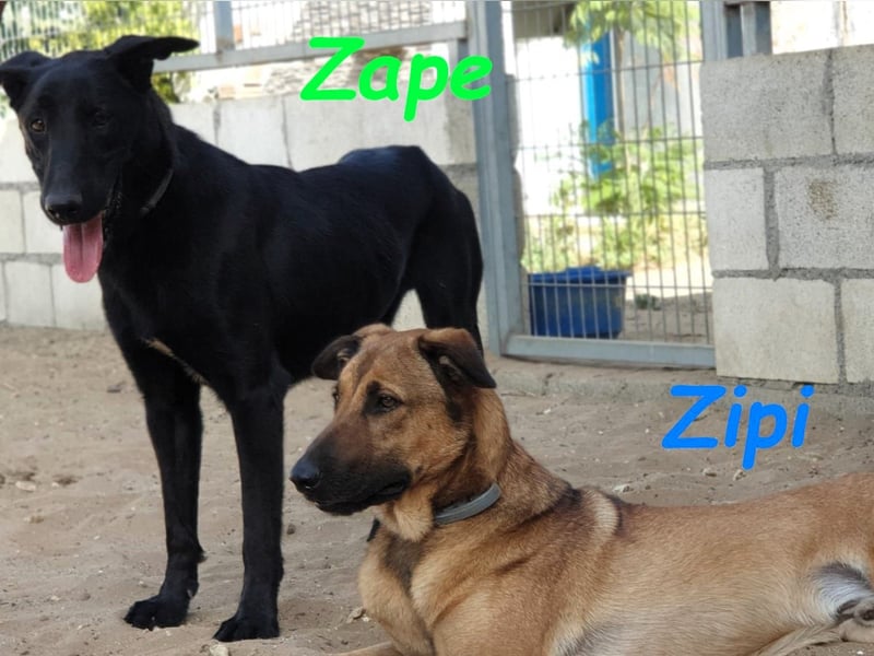 Zape 09/2021 (ESP) - sportlicher, gehorsamer und sozialer Labrador Mix!