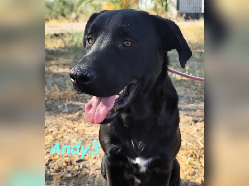 Andy3 geb. 10/2024 (ESP) - anhänglicher und verspielter Labrador-Mix Junghund!