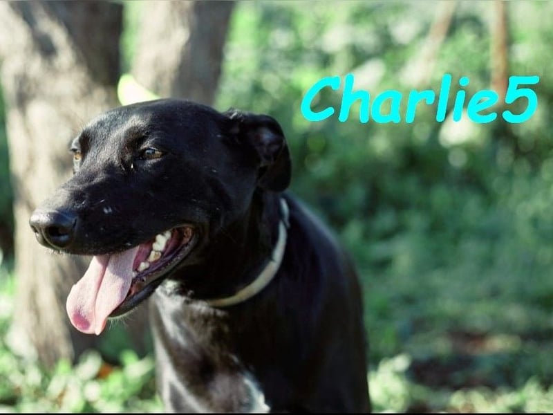 Charlie5 10/2021 (ESP) - verspielter und neugieriger Labrador-Podenco-Mix mit viel Lebensfreude!