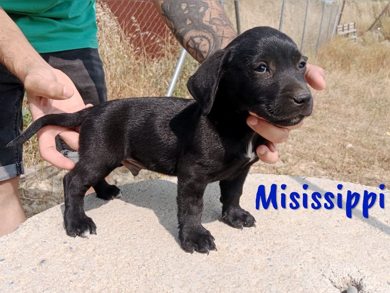 Misissippi geb. 03/2025 (ESP) - goldiger kleiner Labrador-Mix Welpe!