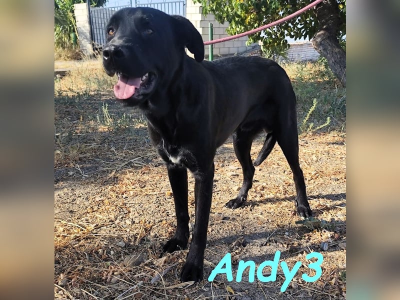 Andy3 geb. 10/2024 (ESP) - anhänglicher und verspielter Labrador-Mix Junghund!