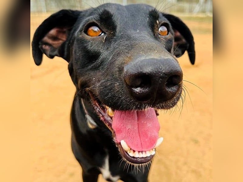 Charlie5 10/2021 (ESP) - verspielter und neugieriger Labrador-Podenco-Mix mit viel Lebensfreude!