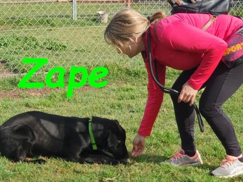Zape 09/2021 (ESP) - sportlicher, gehorsamer und sozialer Labrador Mix!