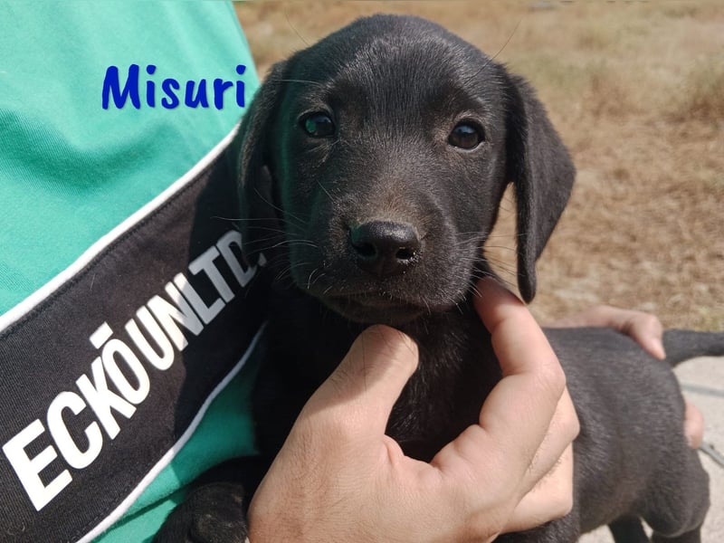 Misuri geb. 03/2025 (ESP) - verschmuster Labrador-Mix Welpe!