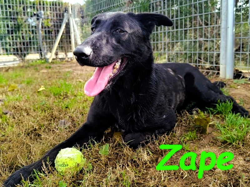 Zape 09/2021 (ESP) - sportlicher, gehorsamer und sozialer Labrador Mix!