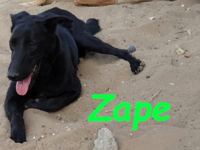 Zape 09/2021 (ESP) - sportlicher, gehorsamer und sozialer Labrador Mix!