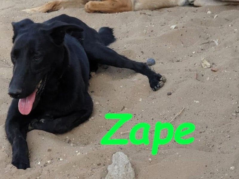 Zape 09/2021 (ESP) - sportlicher, gehorsamer und sozialer Labrador Mix!