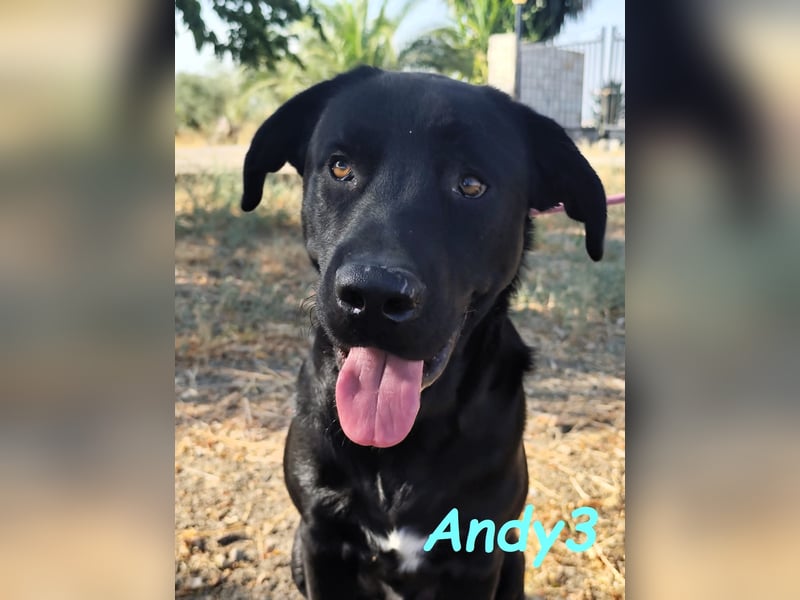 Andy3 geb. 10/2024 (ESP) - anhänglicher und verspielter Labrador-Mix Junghund!
