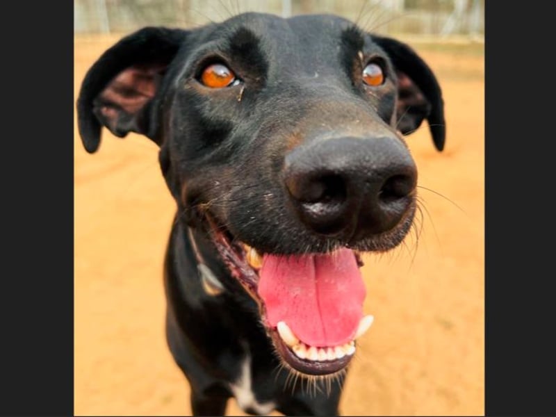 Charlie5 10/2021 (ESP) - verspielter und neugieriger Labrador-Podenco-Mix mit viel Lebensfreude!