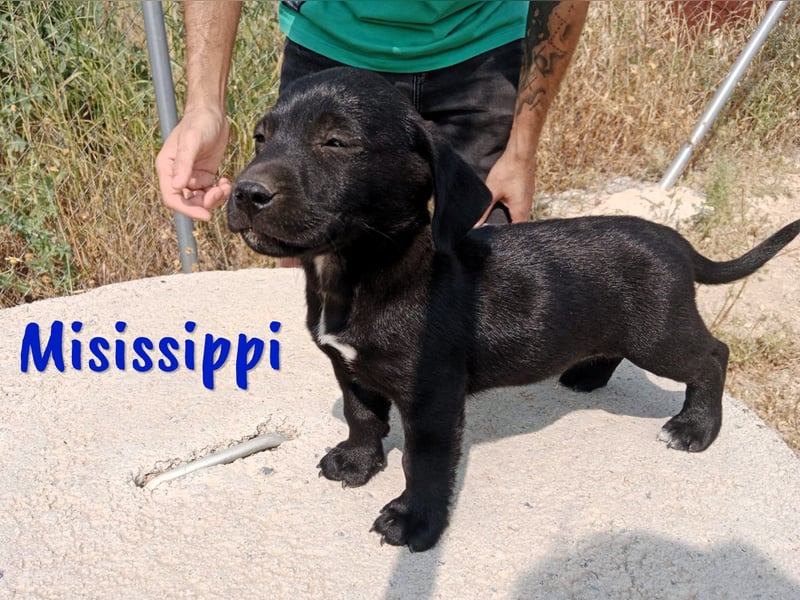 Misissippi geb. 03/2025 (ESP) - goldiger kleiner Labrador-Mix Welpe!