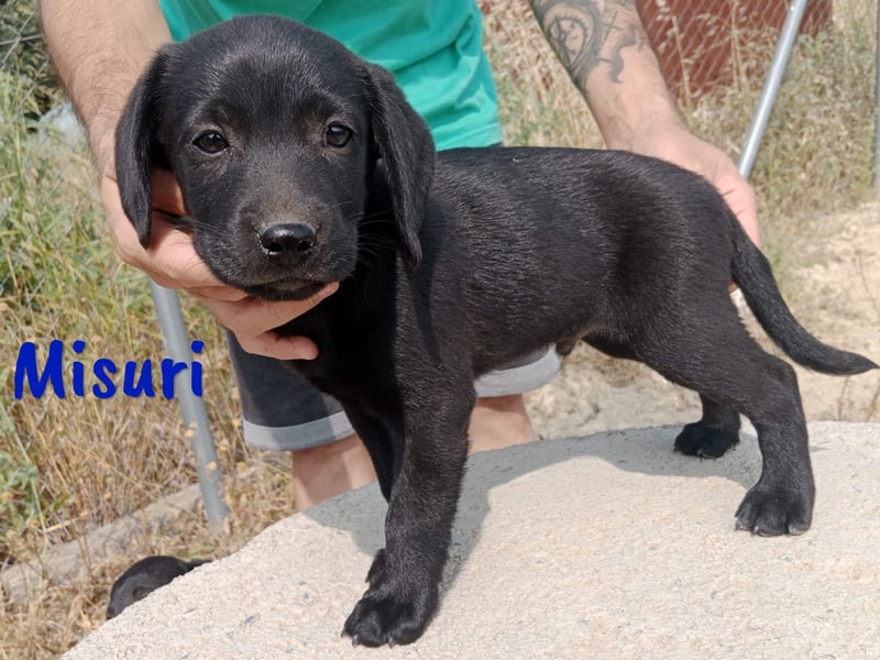 Misuri geb. 03/2025 (ESP) - verschmuster Labrador-Mix Welpe!