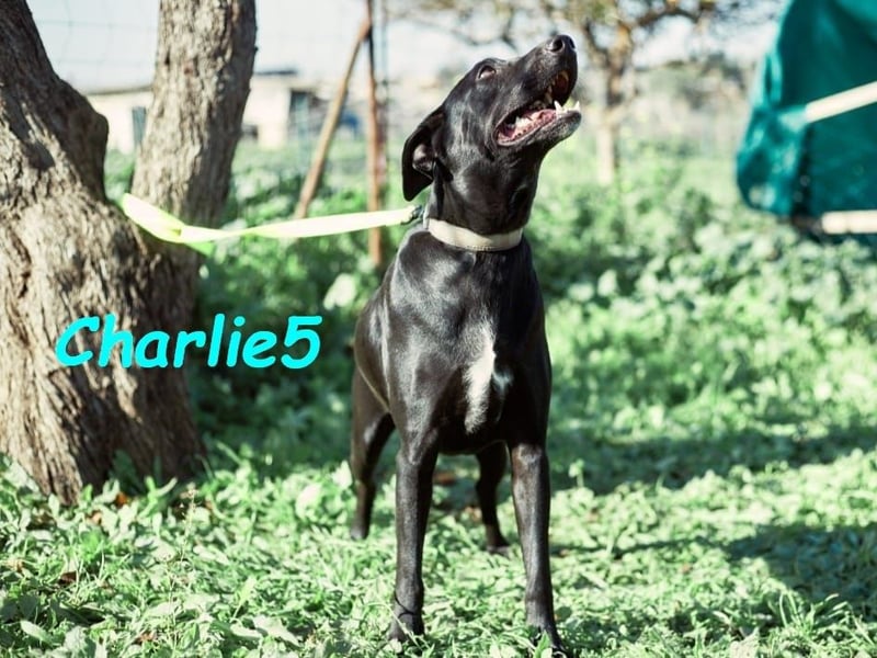 Charlie5 10/2021 (ESP) - verspielter und neugieriger Labrador-Podenco-Mix mit viel Lebensfreude!