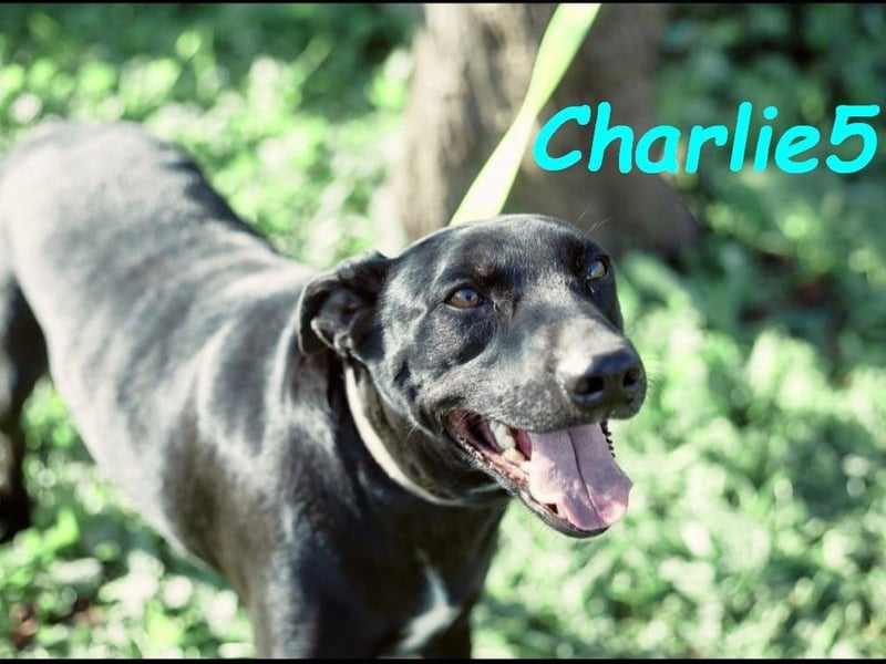 Charlie5 10/2021 (ESP) - verspielter und neugieriger Labrador-Podenco-Mix mit viel Lebensfreude!