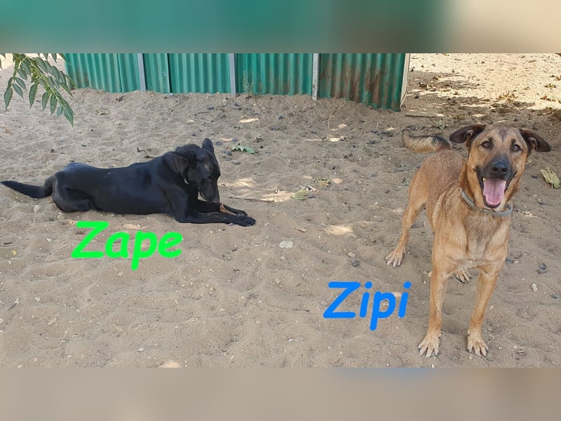 Zape 09/2021 (ESP) - sportlicher, gehorsamer und sozialer Labrador Mix!