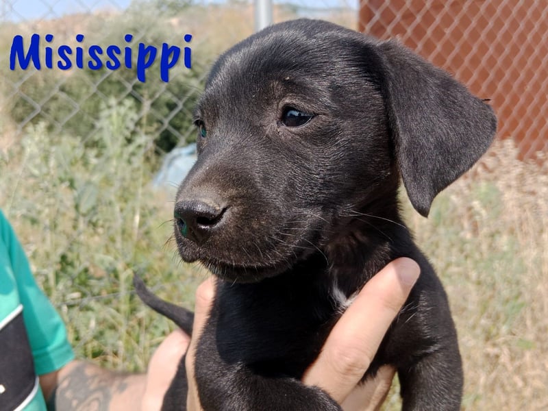 Misissippi geb. 03/2025 (ESP) - goldiger kleiner Labrador-Mix Welpe!