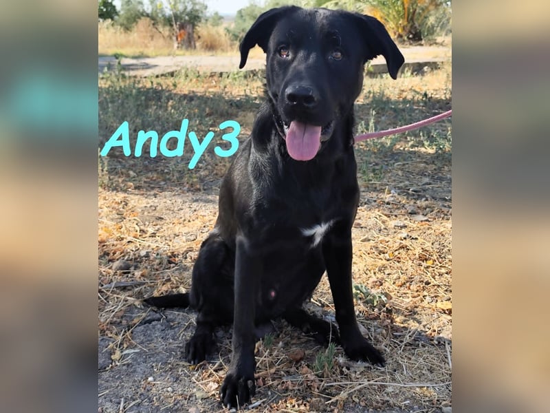 Andy3 geb. 10/2024 (ESP) - anhänglicher und verspielter Labrador-Mix Junghund!
