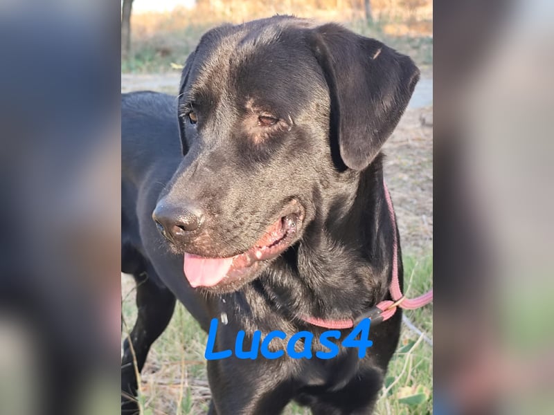 Lucas4 geb. 10/2024 (ESP) - sanfter und anhänglicher Labrador-Mix Junghund!