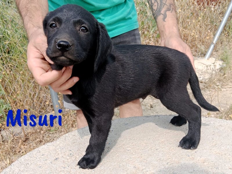 Misuri geb. 03/2025 (ESP) - verschmuster Labrador-Mix Welpe!