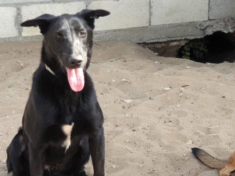 Zape 09/2021 (ESP) - sportlicher, gehorsamer und sozialer Labrador Mix!