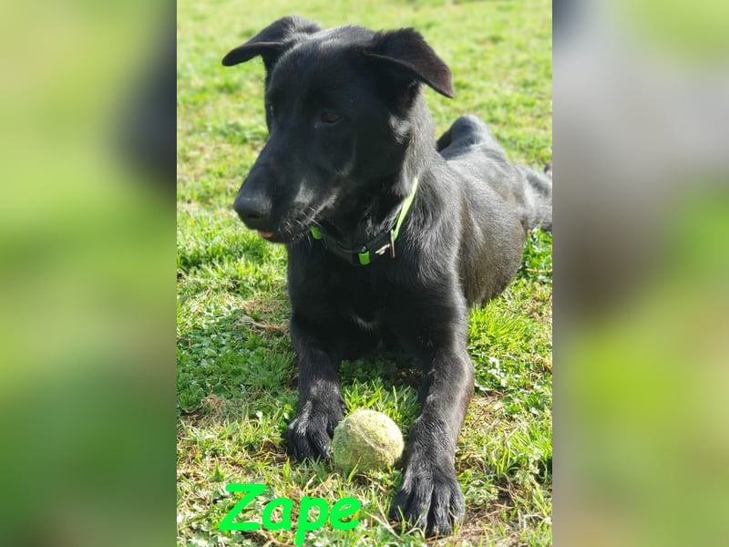 Zape 09/2021 (ESP) - sportlicher, gehorsamer und sozialer Labrador Mix!