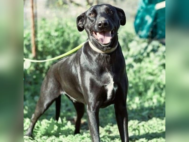 Charlie5 10/2021 (ESP) - verspielter und neugieriger Labrador-Podenco-Mix mit viel Lebensfreude!