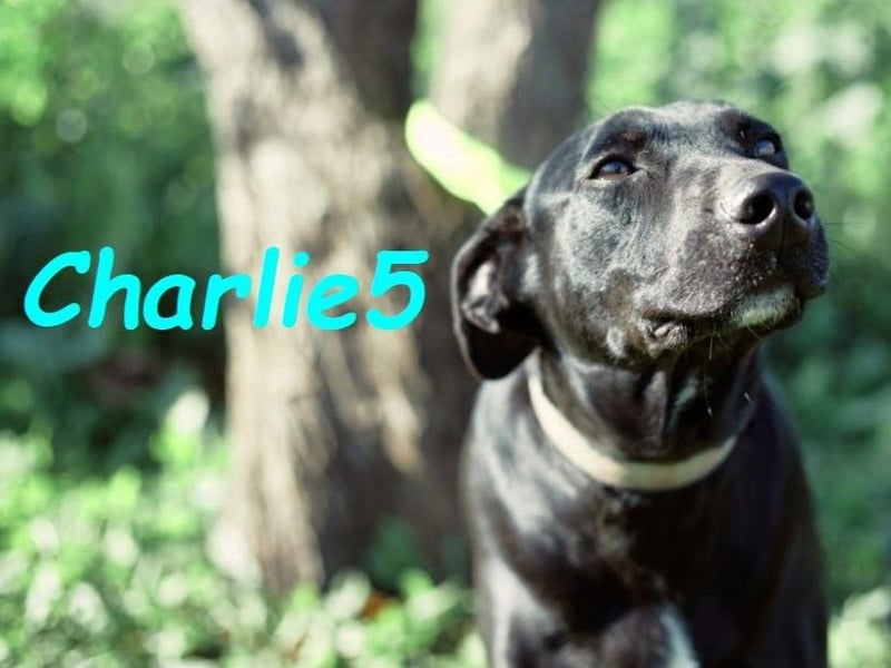 Charlie5 10/2021 (ESP) - verspielter und neugieriger Labrador-Podenco-Mix mit viel Lebensfreude!