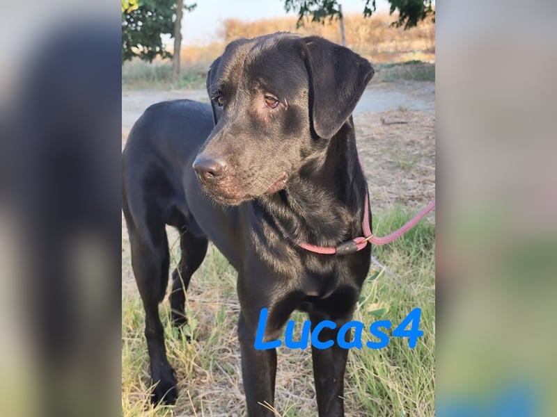 Lucas4 geb. 10/2024 (ESP) - sanfter und anhänglicher Labrador-Mix Junghund!