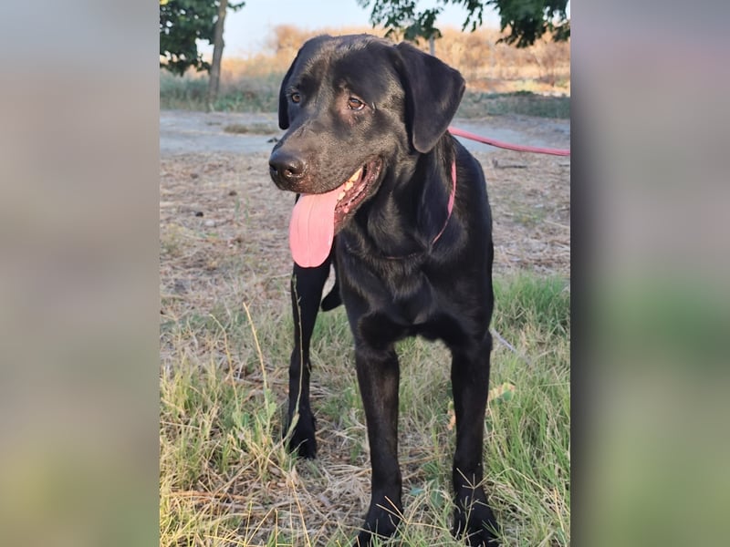 Lucas4 geb. 10/2024 (ESP) - sanfter und anhänglicher Labrador-Mix Junghund!