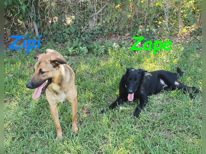 Zape 09/2021 (ESP) - sportlicher, gehorsamer und sozialer Labrador Mix!