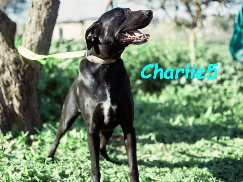 Charlie5 10/2021 (ESP) - verspielter und neugieriger Labrador-Podenco-Mix mit viel Lebensfreude!