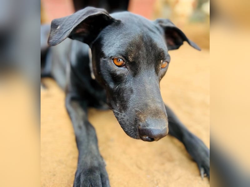 Charlie5 10/2021 (ESP) - verspielter und neugieriger Labrador-Podenco-Mix mit viel Lebensfreude!