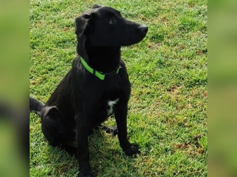 Zape 09/2021 (ESP) - sportlicher, gehorsamer und sozialer Labrador Mix!