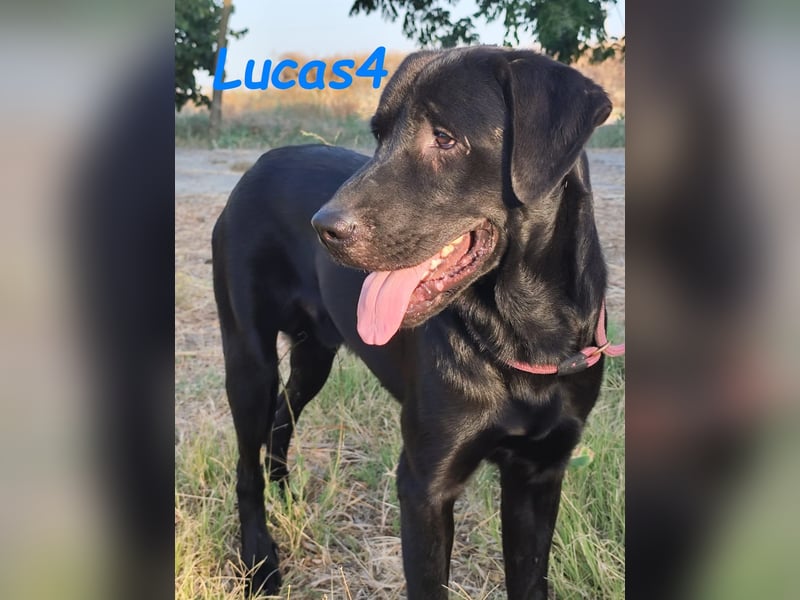 Lucas4 geb. 10/2024 (ESP) - sanfter und anhänglicher Labrador-Mix Junghund!