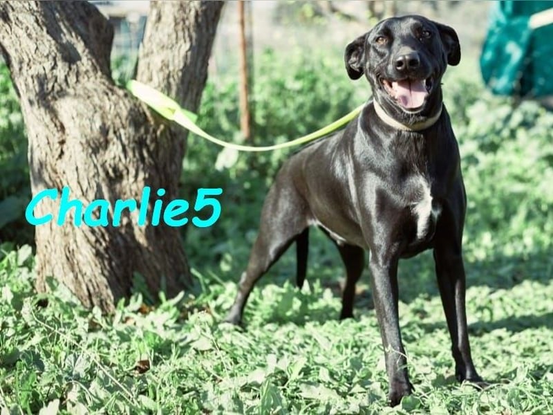 Charlie5 10/2021 (ESP) - verspielter und neugieriger Labrador-Podenco-Mix mit viel Lebensfreude!