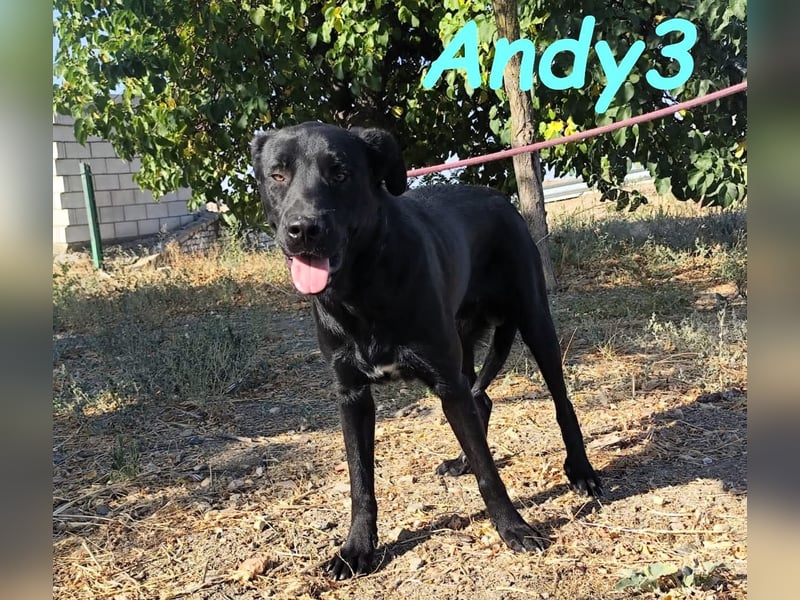 Andy3 geb. 10/2024 (ESP) - anhänglicher und verspielter Labrador-Mix Junghund!